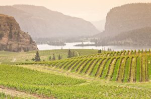UBC researchers develop strategy to protect wine grapes from smoke-taint