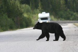 UBCO researchers identify best strategy to reduce human-bear conflict