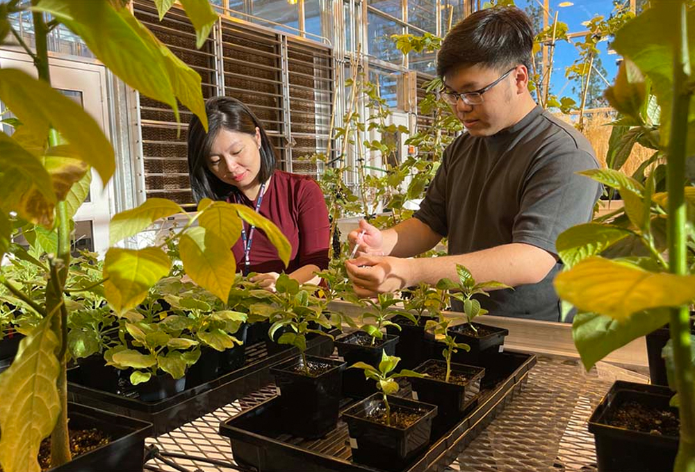 Thuy Thuy Dang in plant growth facility